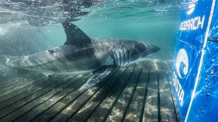 Insights Into The "Shark Baee Leaked" Controversy