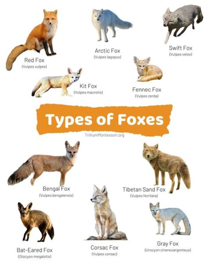 Unveil The Enchanting World Of Names For A Fox: Discover Uncharted Linguistic Territories