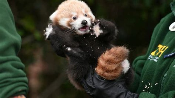 Unveiling The Truth: Are Red Pandas Dangerous?